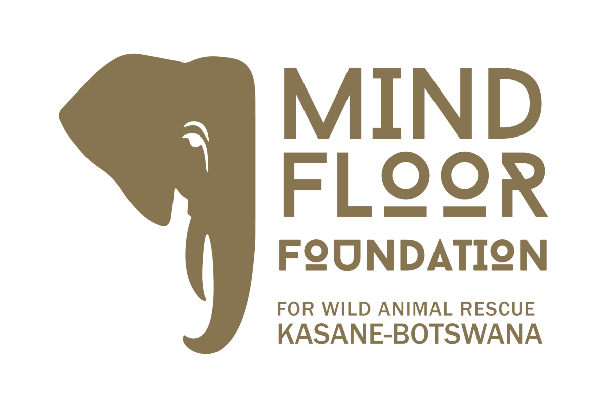 Mind Floor Foundation
